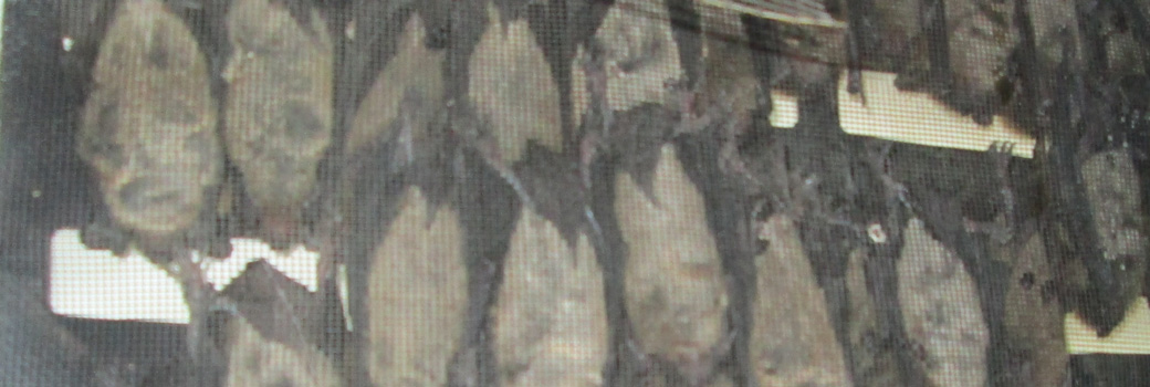 How To Keep Bats Out Of A Barn