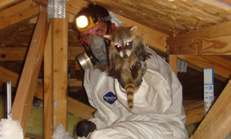 Charleston Wildlife Removal and Prevention - Raccoon, Rodent, Snake Control  in South Carolina